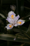 Iris japonica 'Variegata' RCP4-09 1272.jpg